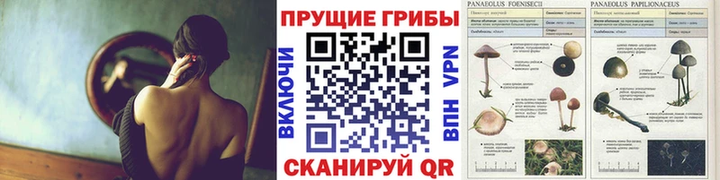 где купить наркоту  Макушино  Псилоцибиновые грибы Psilocybe 